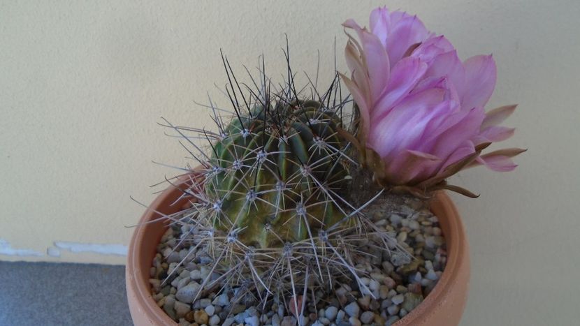 Lobivia jajoiana cv. anemone (Echinopsis marsoneri) - Cactusi 2020 evolutie vara