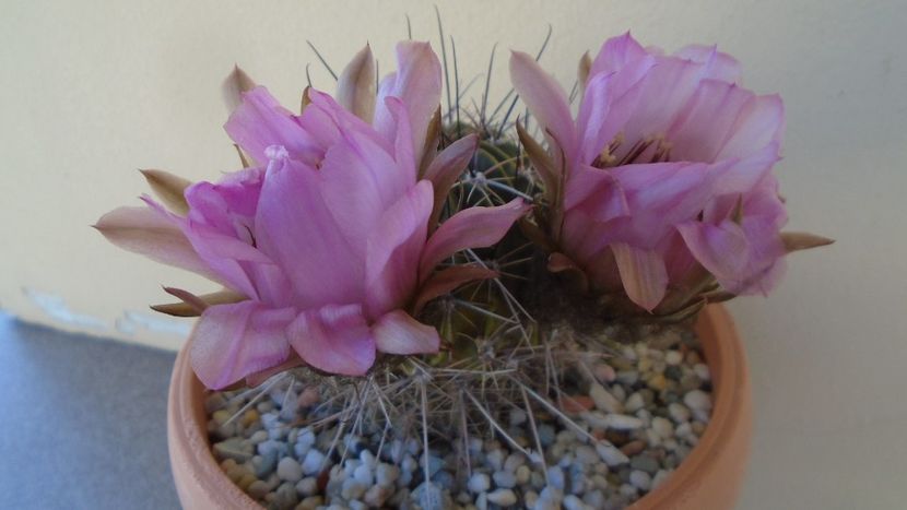 Lobivia jajoiana cv. anemone (Echinopsis marsoneri) - Cactusi 2020 evolutie vara