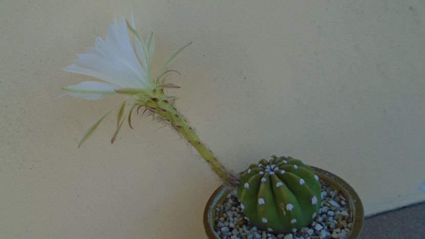 Echinopsis ancistrophora (Echinopsis subdenudata) - Cactusi 2020 evolutie vara