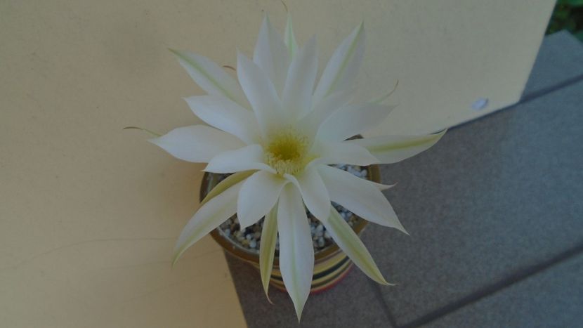 Echinopsis ancistrophora (Echinopsis subdenudata) - Cactusi 2020 evolutie vara