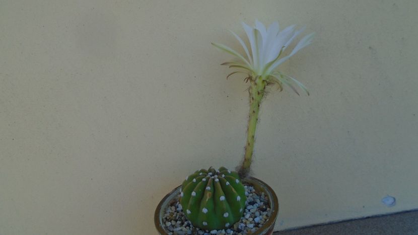 Echinopsis ancistrophora (Echinopsis subdenudata) - Cactusi 2020 evolutie vara
