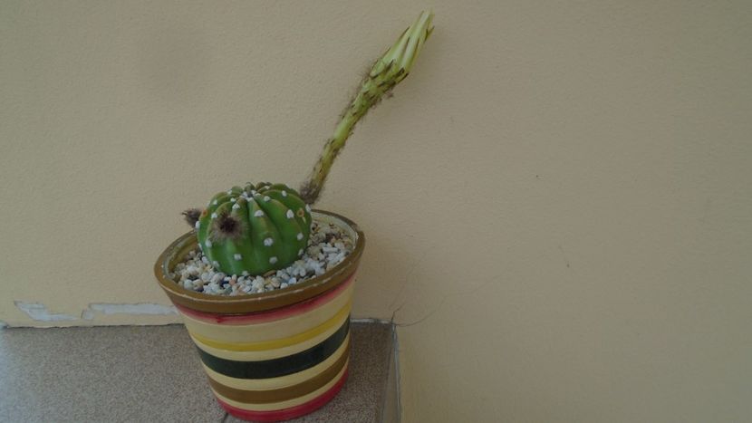 Echinopsis ancistrophora (Echinopsis subdenudata) - Cactusi 2020 evolutie vara