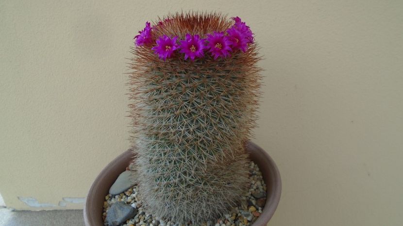 Mammillaria spinosissima - Cactusi 2020 evolutie vara