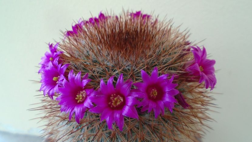 Mammillaria spinosissima - Cactusi 2020 evolutie vara