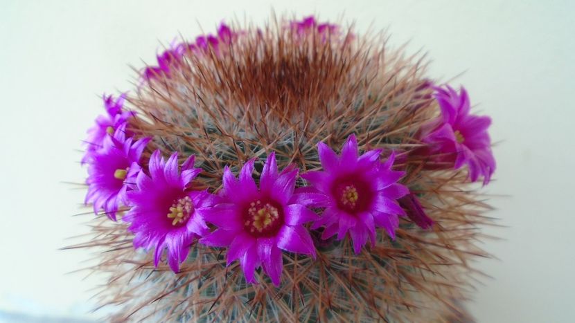 Mammillaria spinosissima - Cactusi 2020 evolutie vara