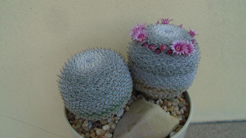 Mammillaria perbella cv. superfina - Cactusi 2020 evolutie vara