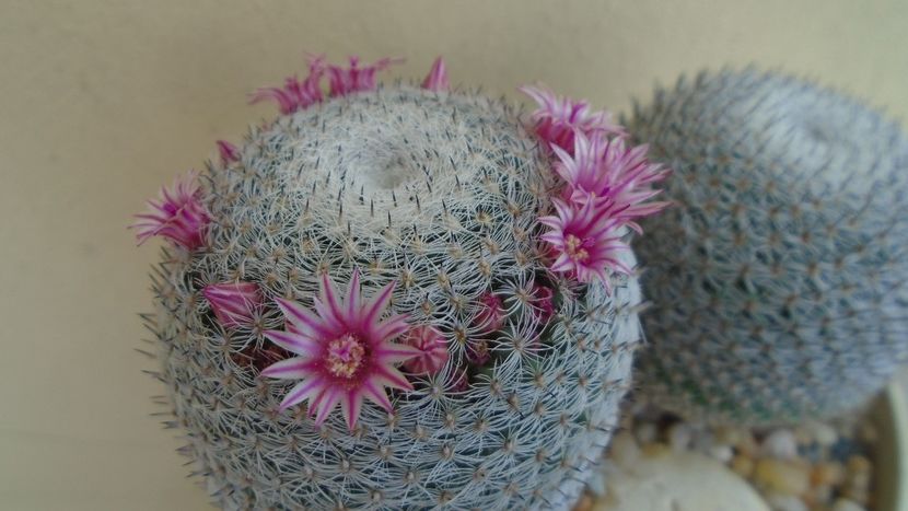 Mammillaria perbella cv. superfina - Cactusi 2020 evolutie vara
