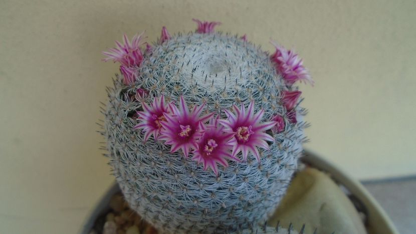 Mammillaria perbella cv. superfina - Cactusi 2020 evolutie vara