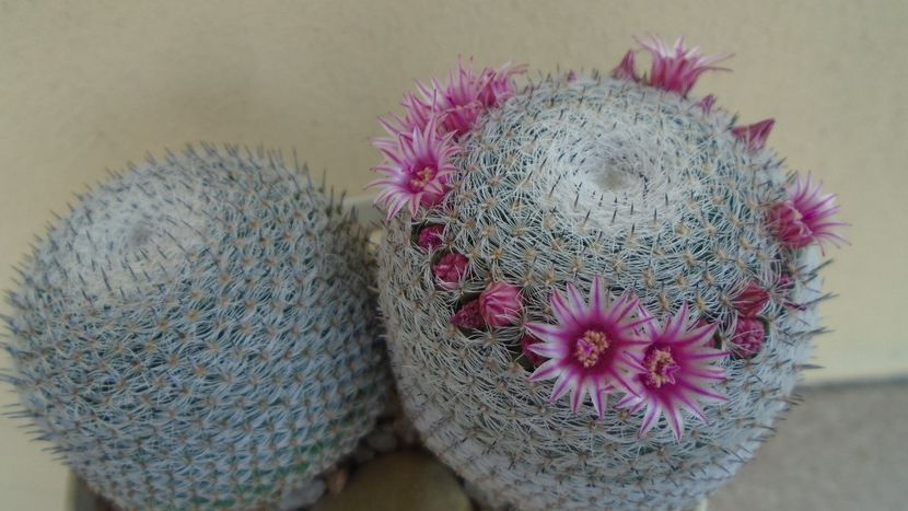 Mammillaria perbella cv. superfina - Cactusi 2020 evolutie vara