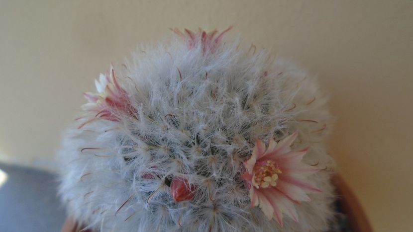 Mammillaria bocasana cv. multilanata - Cactusi 2020 evolutie vara