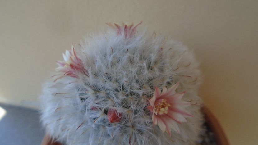 Mammillaria bocasana cv. multilanata - Cactusi 2020 evolutie vara