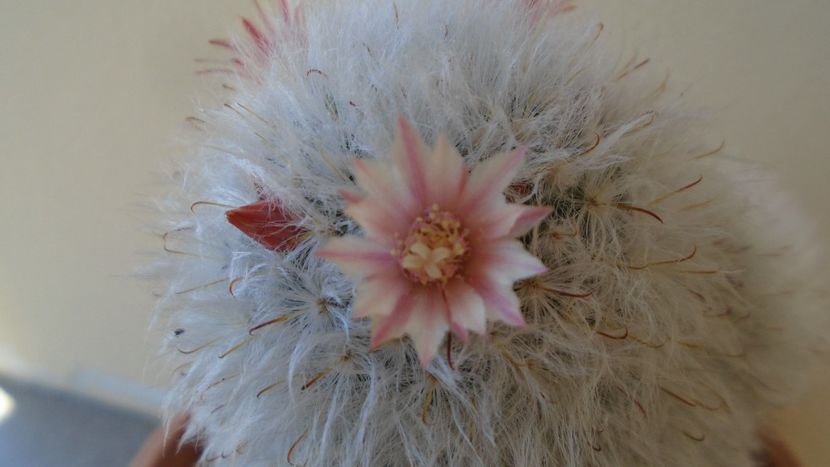 Mammillaria bocasana cv. multilanata - Cactusi 2020 evolutie vara