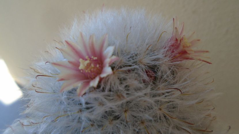 Mammillaria bocasana cv. multilanata - Cactusi 2020 evolutie vara