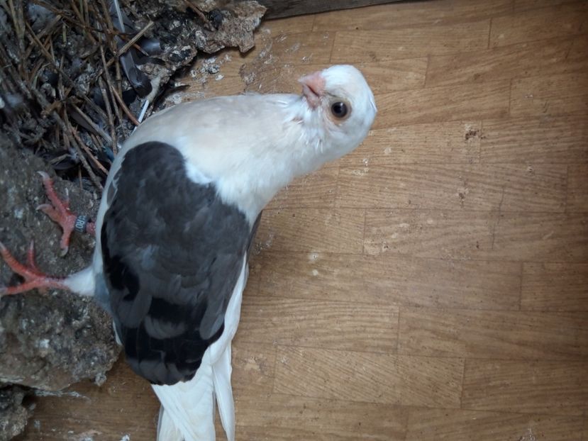  - jucatori capaciti de buzau