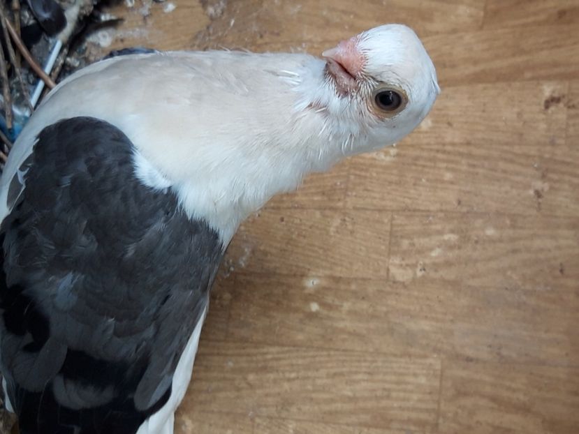  - jucatori capaciti de buzau