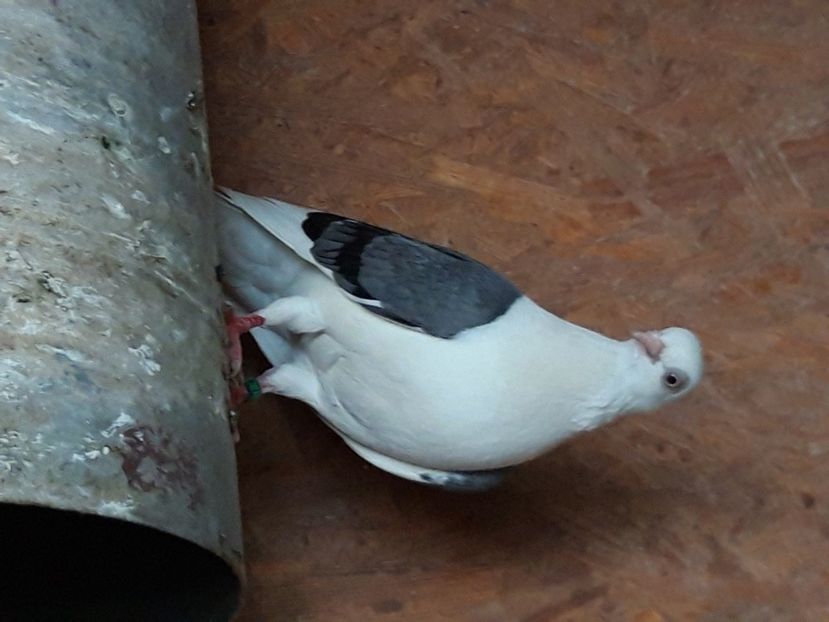  - jucatori capaciti de buzau