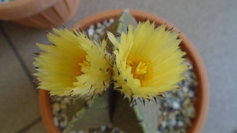 Astrophytum myriostigma - Cactusi 2020 evolutie vara