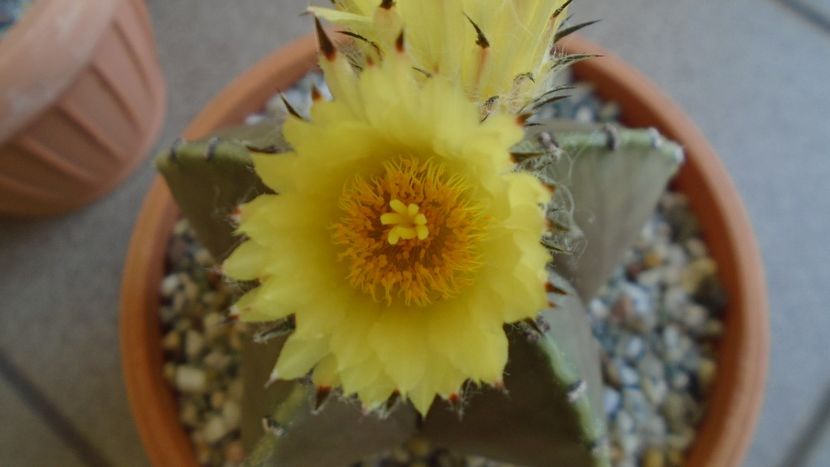 Astrophytum myriostigma - Cactusi 2020 evolutie vara