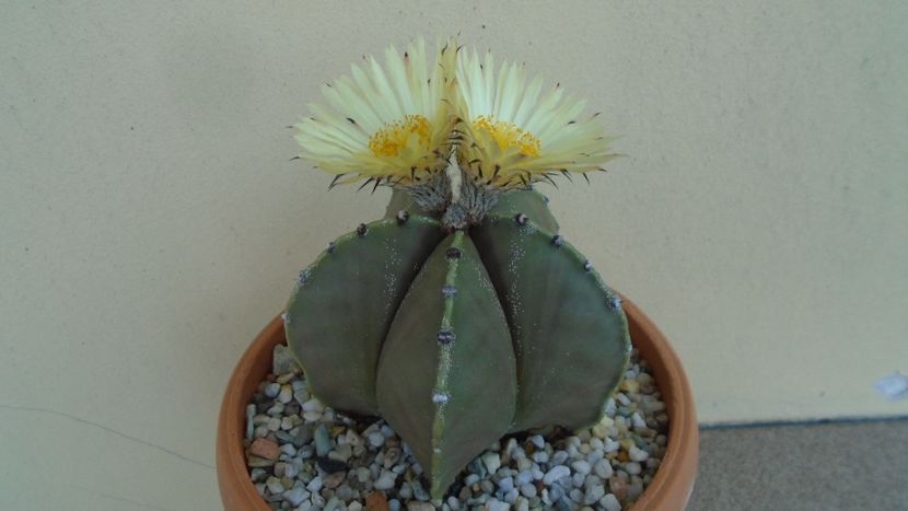 Astrophytum myriostigma - Cactusi 2020 evolutie vara