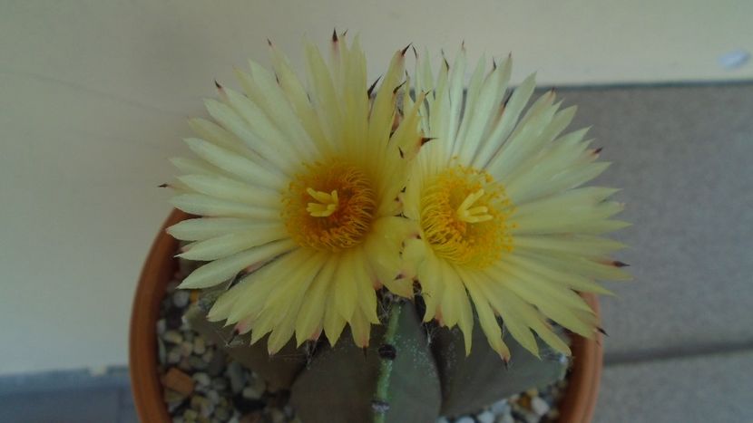 Astrophytum myriostigma - Cactusi 2020 evolutie vara