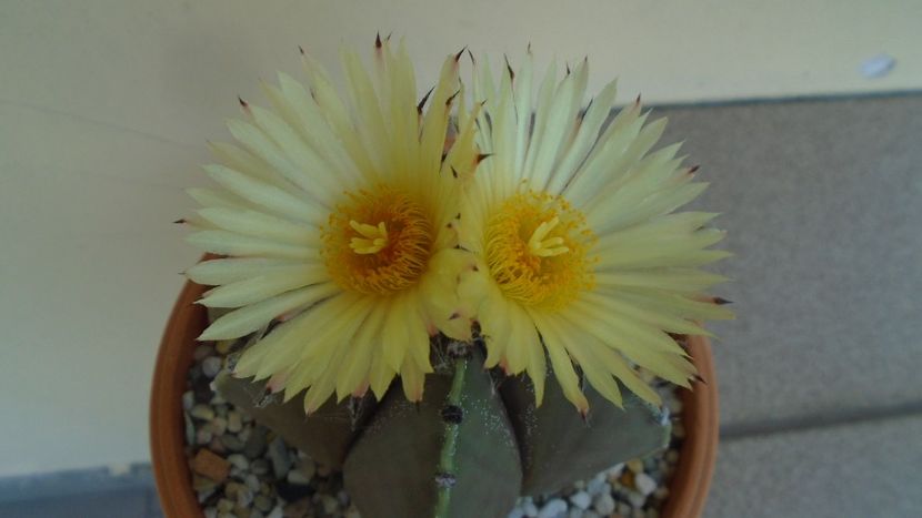 Astrophytum myriostigma - Cactusi 2020 evolutie vara