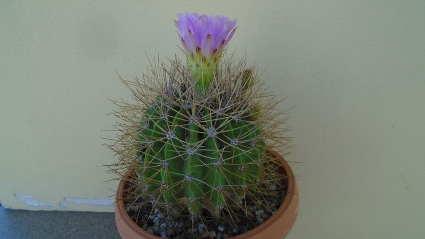 Acanthocalycium spiniflorum f. violaceum - Cactusi 2020 evolutie vara