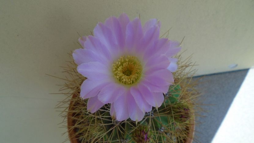 Acanthocalycium spiniflorum f. violaceum - Cactusi 2020 evolutie vara