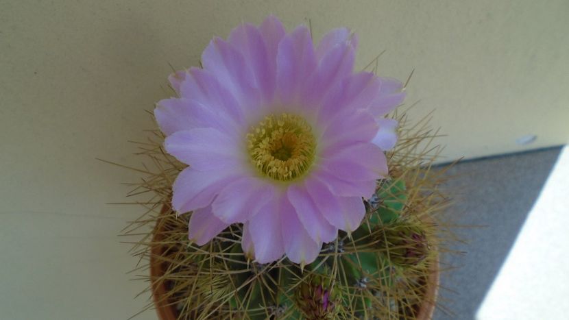 Acanthocalycium spiniflorum f. violaceum - Cactusi 2020 evolutie vara