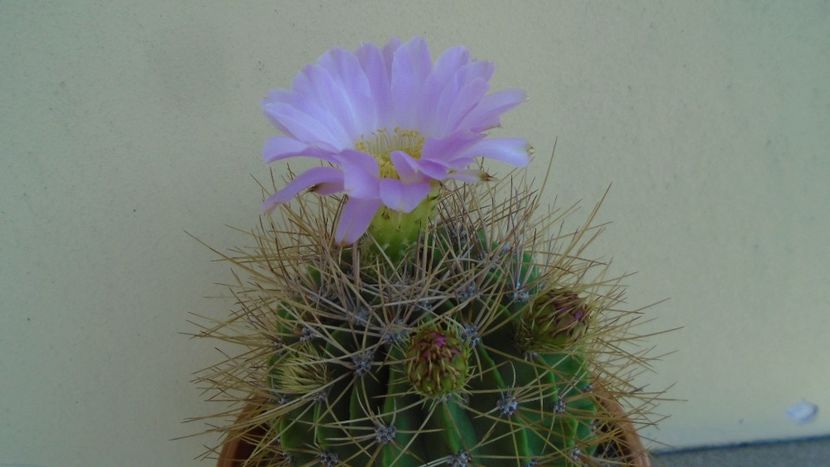 Acanthocalycium spiniflorum f. violaceum - Cactusi 2020 evolutie vara