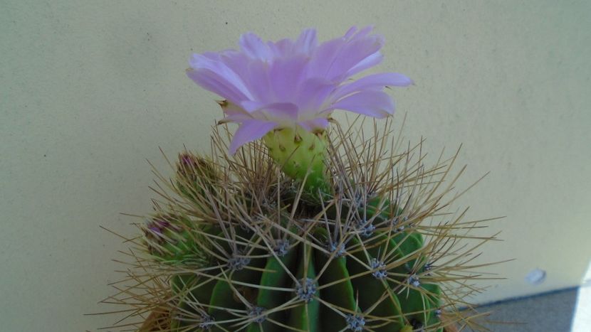 Acanthocalycium spiniflorum f. violaceum - Cactusi 2020 evolutie vara
