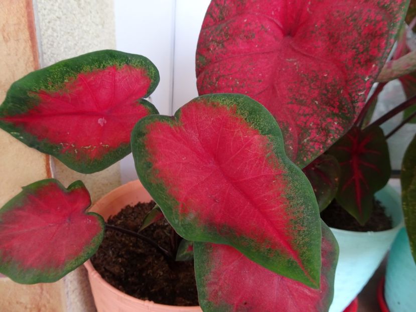  - CALADIUM