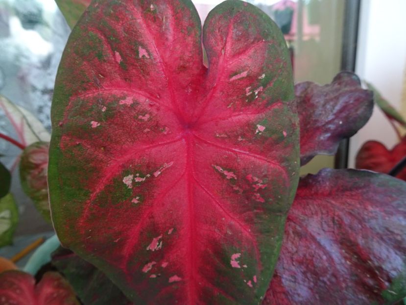  - CALADIUM