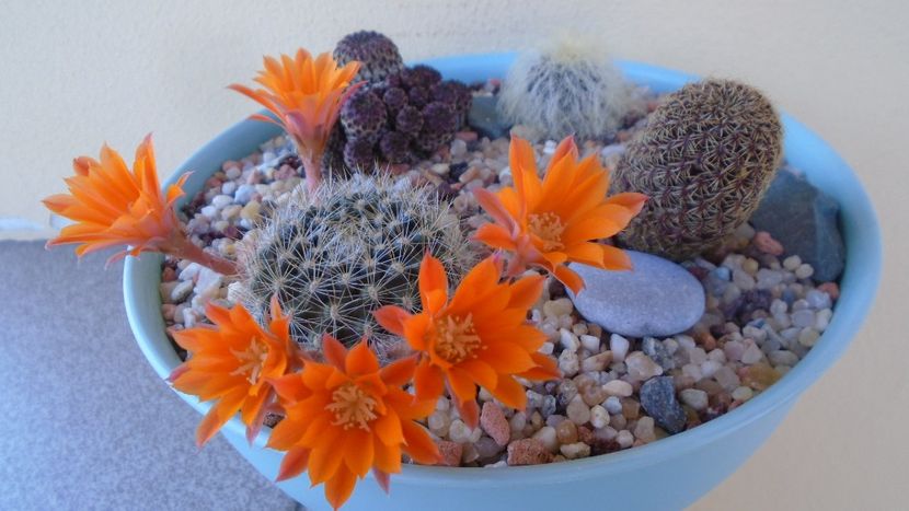 Rebutia steinmannii v. christinae - Cactusi 2020 evolutie vara