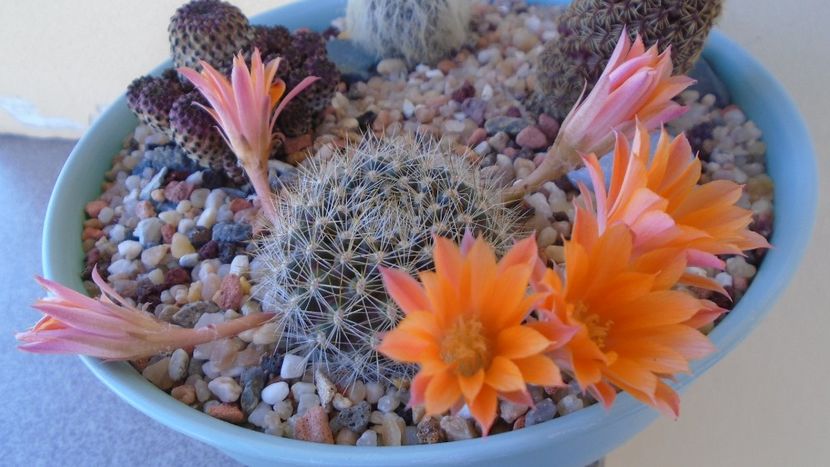 Rebutia steinmannii v. christinae - Cactusi 2020 evolutie vara