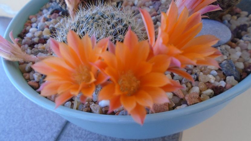 Rebutia steinmannii v. christinae - Cactusi 2020 evolutie vara