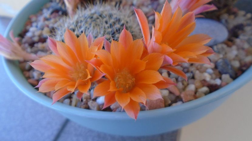Rebutia steinmannii v. christinae - Cactusi 2020 evolutie vara