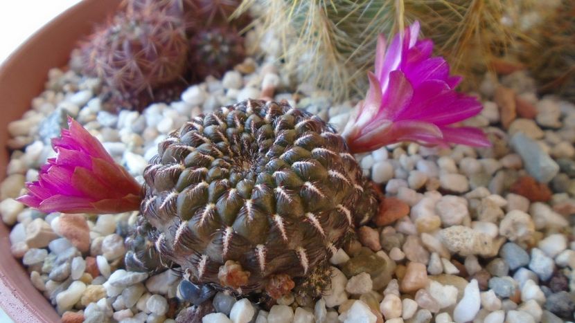 Sulcorebutia heinzii (Rebutia steinbachii) - Cactusi 2020 evolutie vara