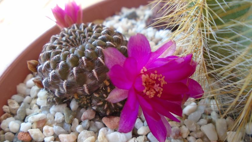 Sulcorebutia heinzii (Rebutia steinbachii) - Cactusi 2020 evolutie vara