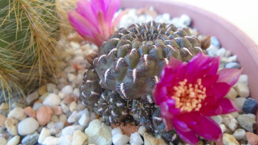 Sulcorebutia heinzii (Rebutia steinbachii) - Cactusi 2020 evolutie vara