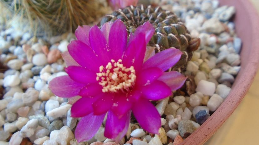 Sulcorebutia heinzii (Rebutia steinbachii) - Cactusi 2020 evolutie vara