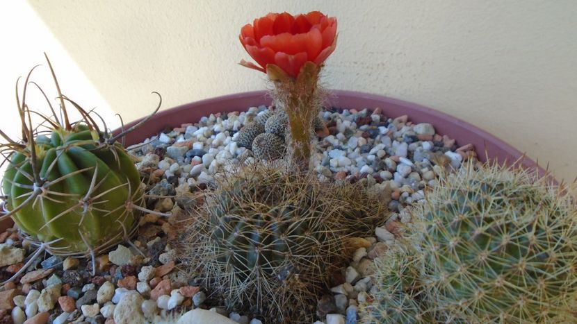 Lobivia arachnacantha v. densiseta (Echinopsis ancistrophora ssp. arachnacantha) - Cactusi 2020 evolutie vara