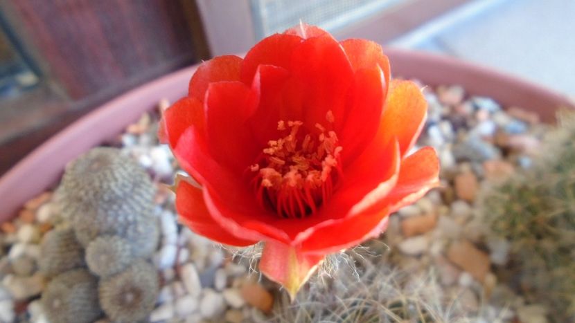 Lobivia arachnacantha v. densiseta (Echinopsis ancistrophora ssp. arachnacantha) - Cactusi 2020 evolutie vara