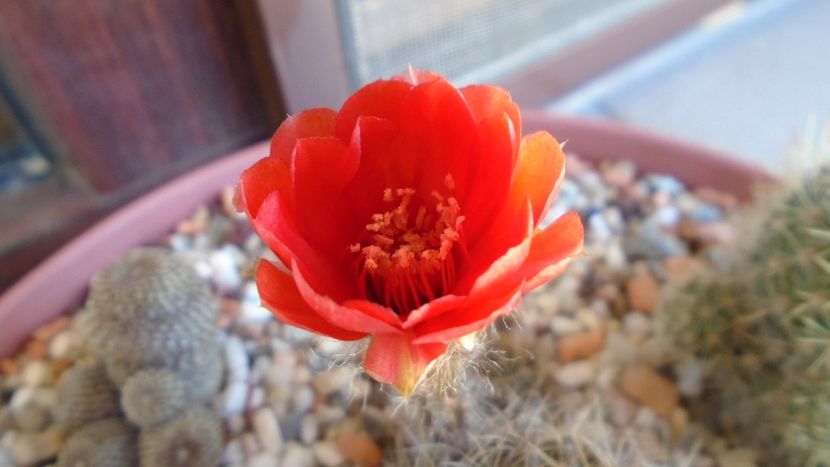 Lobivia arachnacantha v. densiseta (Echinopsis ancistrophora ssp. arachnacantha) - Cactusi 2020 evolutie vara