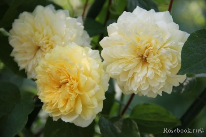 the pilgrim-rezervat - De vanzare-TOAMNA 2020