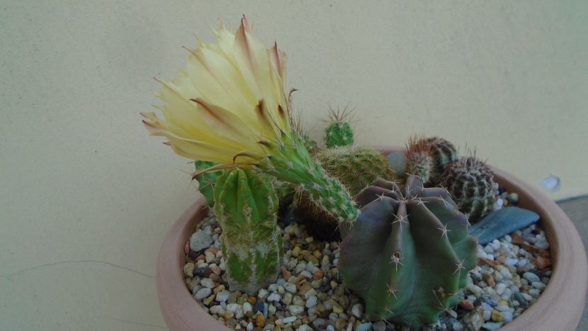 Echinocereus subinermis - Cactusi 2020 evolutie vara