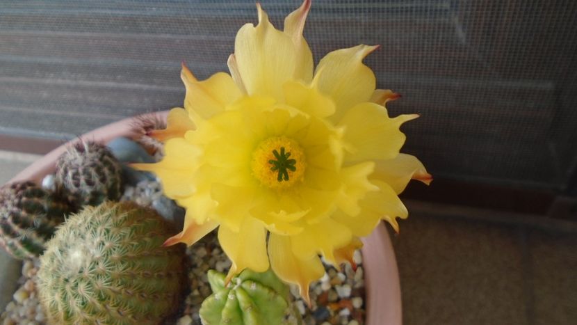 Echinocereus subinermis - Cactusi 2020 evolutie vara