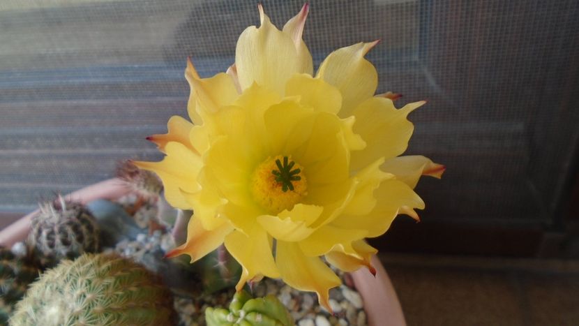 Echinocereus subinermis - Cactusi 2020 evolutie vara