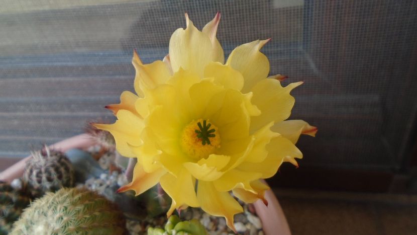 Echinocereus subinermis - Cactusi 2020 evolutie vara
