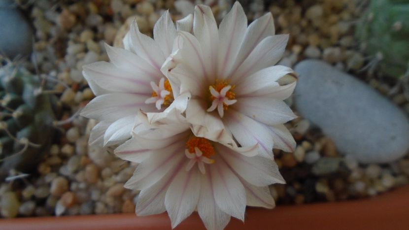 Turbinicarpus hb. - Cactusi 2020 evolutie vara