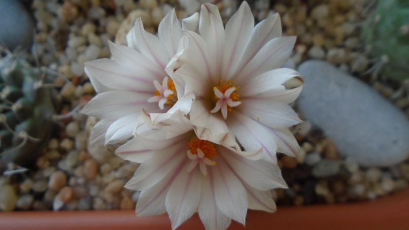 Turbinicarpus hb. - Cactusi 2020 evolutie vara